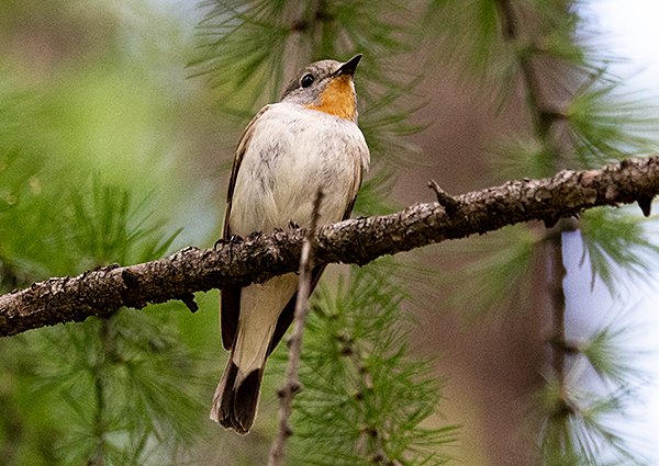 Taiga Flycatcher, Ficedula albicilla - Gorkhi Terelj National Park - Mongolia bird watching tour