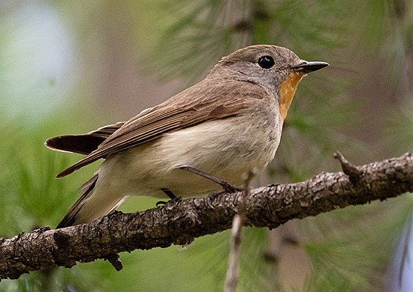 Taiga Flycatcher