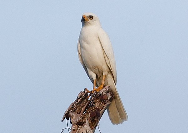 Variable Goshawk, Tachyspiza hiogaster - West Papua Birding Trip Report