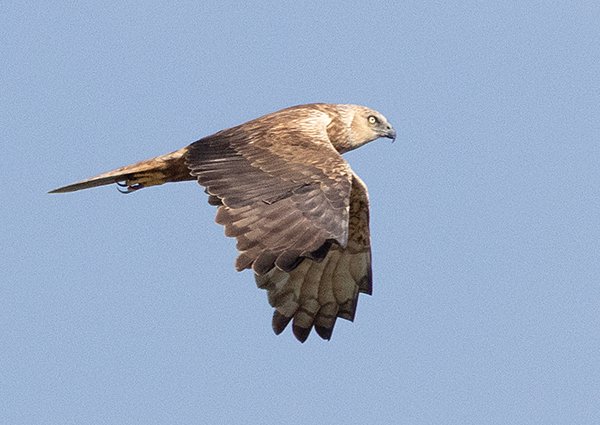 Western Marsh Harrier