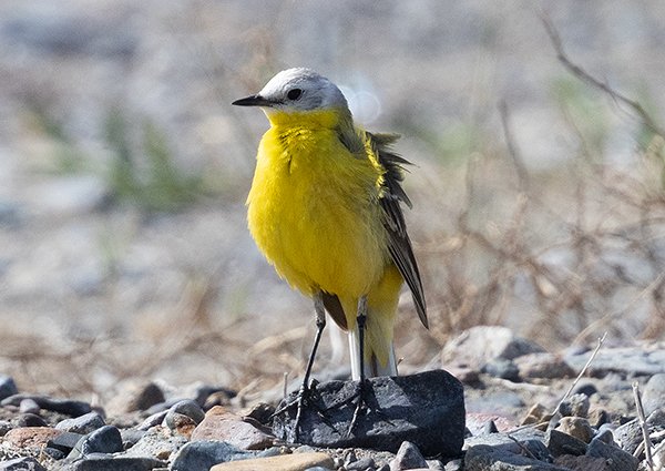 Western Yellow Wagtail - Mongolia Birding