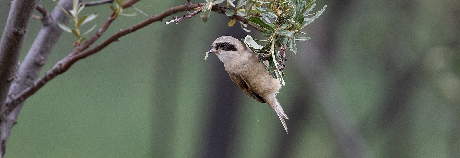 White-crowned Penduline Tit - Mongolia birding trip report