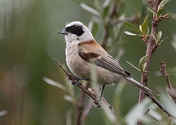 White-crowned Penduline Tit