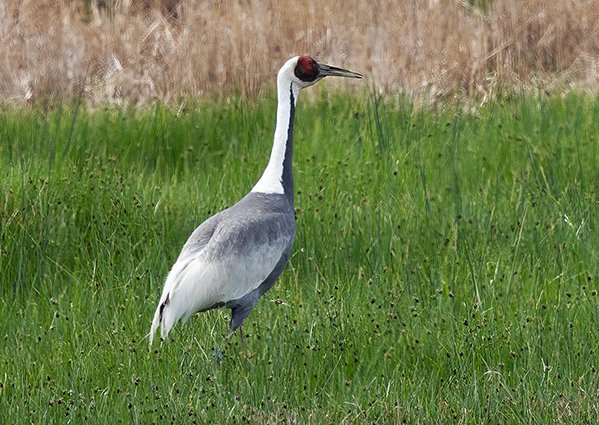 White-naped Crane