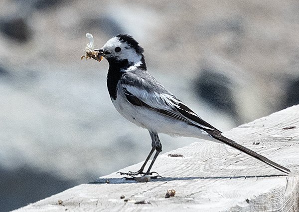 White Wagtail