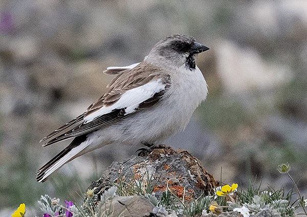 White-winged Snowfinch, Montifringilla nivalis - Jargalant Mountain - Mongolia birding trip