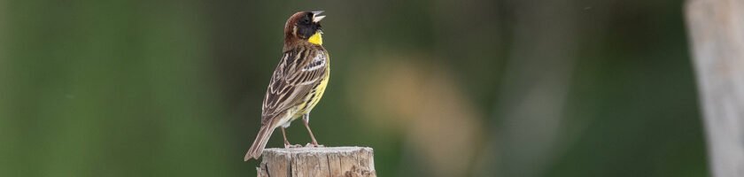 Yellow-breasted Bunting, Emberiza aureola - Birding in Mongolia