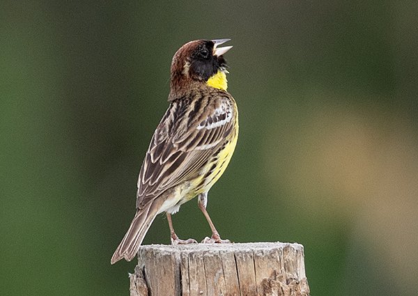 Yellow-breasted Bunting, Emberiza aureola - Ulan Gom Farmland - Mongolia bird watching tour
