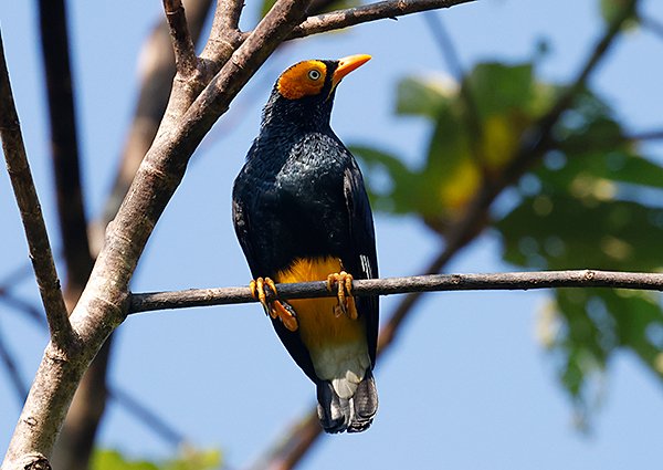 Yellow-faced Myna, Mino dumontii - West Papua Birding Trip Report
