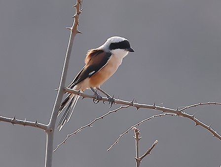 Bay-backed Shrike, Lanius vittatus - India birding tour