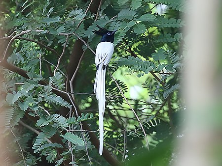 Indian Paradise-Flycatcher, Terpsiphone paradisi - South India birding tour